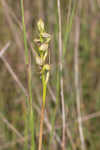 Giant orchid